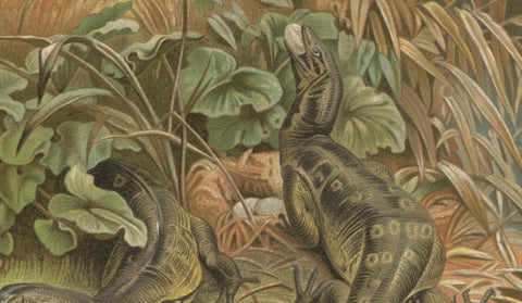 Water Monitors Robbing a Nest, Antique Reptile Wildlife Print, 1895, close-up 2