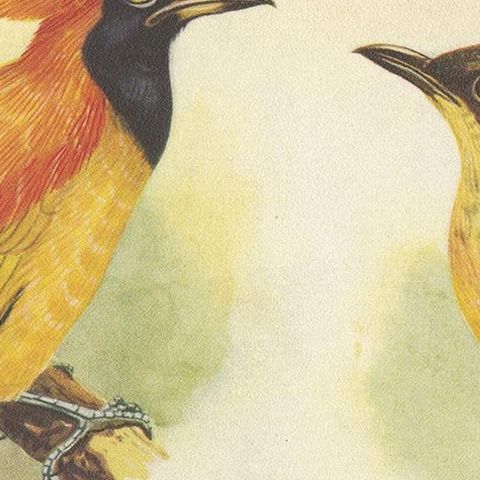 Antique Print of the Golden Bird and the Yellow-Throated Golden Bird, 1950, close-up 1