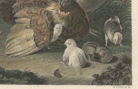 Tranquil Homestead: A Family of Chickens, circa 1860, close-up 2