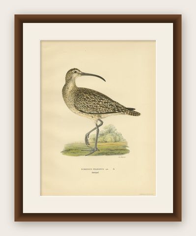 Antique Bird Print of the Eurasian Whimbrel by Von Wright, '1929', shown framed