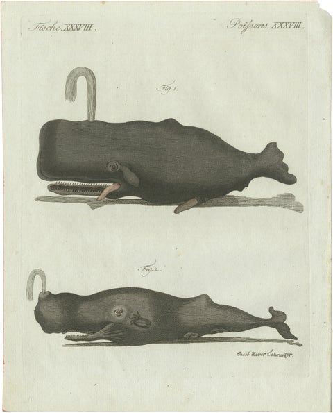 Original Antique Print of Two Sperm Whales by Bertuch, c. 1800