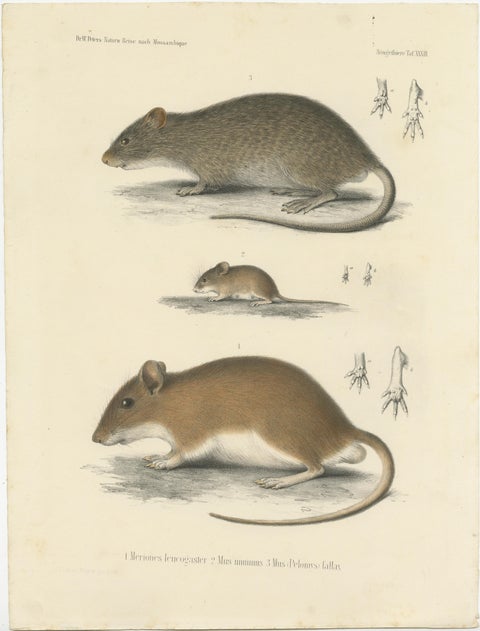 Antique Print of a Gerbil, Mouse and Rat, view 2