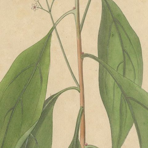 Antique Camphor Botanical Print, Laurus Camphora, Hand Colored, c.1831, close-up 5