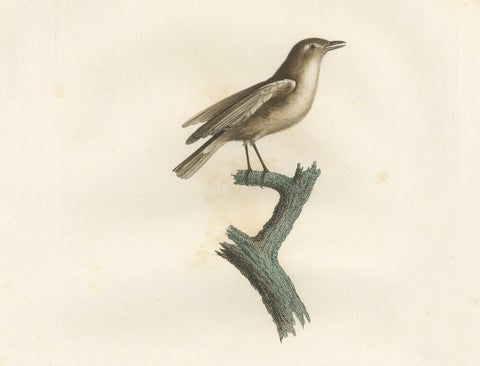 1807 Gray Flycatcher Print - 'Le Moucherolle gris' Handcolored Bird Illustration, close-up 2