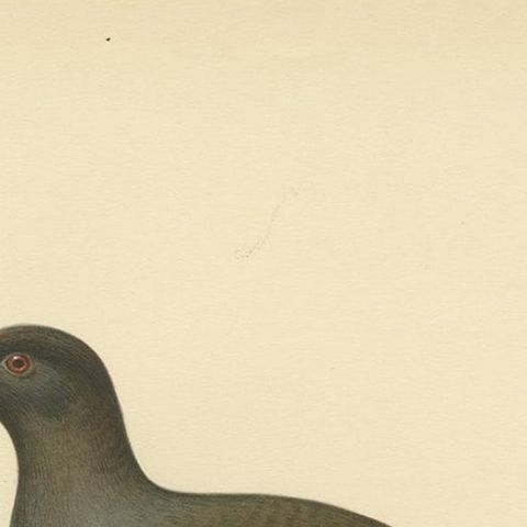 Antique Bird Print of the Common Moorhen by Von Wright '1929', close-up 1