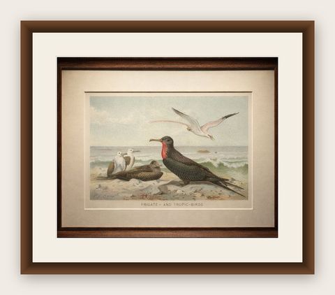 Antique Frigate Bird & Tropic Bird Print, Coastal Scene Lithograph, c.1895, shown framed