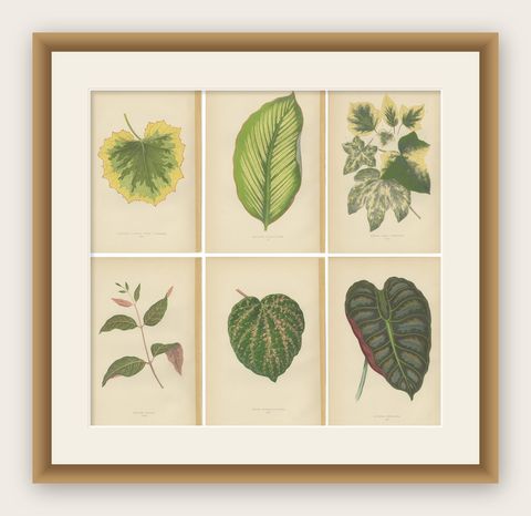 Set of 6 Botany Prints - Alocasia Metallica - Echites Nutans (1891), shown framed