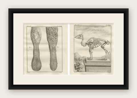 Pair of Antique Camel Anatomy Engravings, Buffon Scientific Plates 1769, shown framed