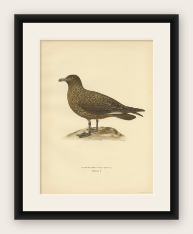 Antique Bird Print of the Great Skua 'Female' by Von Wright, 1929, shown framed