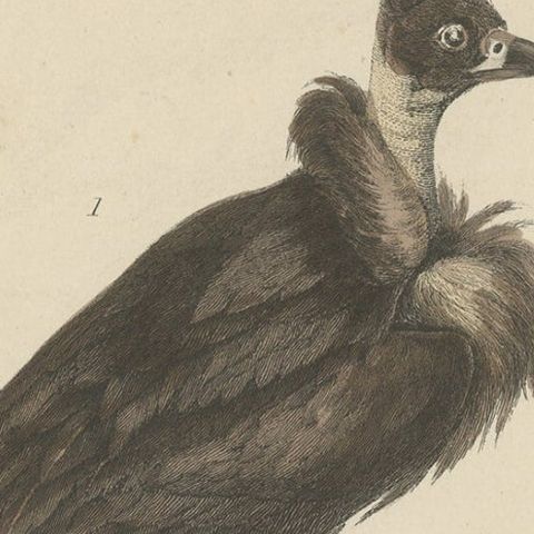 Old Bird Prints of The Arabian Vulture, Egyptian Vulture and King Vulture, c1860, close-up 2