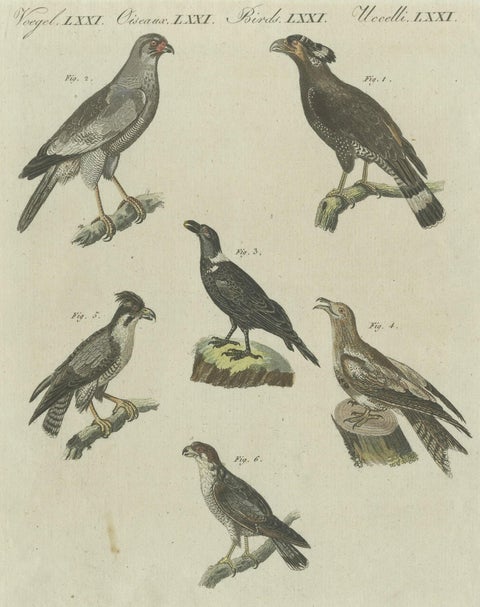 Antique Print of Various African Birds Including the Red-Necked Falcon, close-up 1
