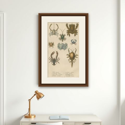 Crustacean Varieties in Drapiez's Natural Sciences Dictionary, 1845, shown framed on a wall