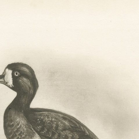 Diving Ducks: Greater Scaup & Tufted Duck, Medland Bird Print, 1909, close-up 2