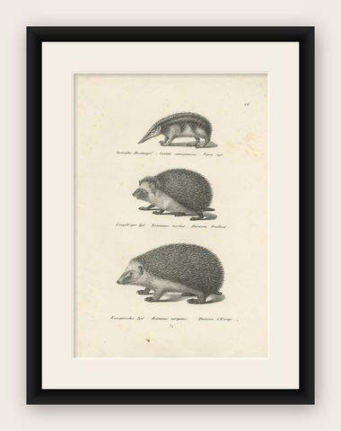 Antique Print of Hedgehogs, 'c.1830', shown framed