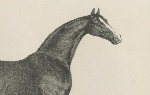 Antique Thoroughbred Stallion Selim, Arabian Bloodlines, Hullmandel c.1840, close-up 1