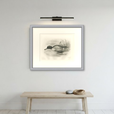 Shoveler Drake at the Water's Edge, Plate CLXXII after Lilian Medland, c. 1909, shown framed on a wall