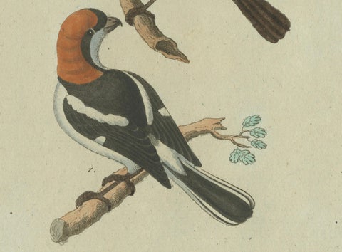 Feathers of Europe: A 18th Century Detailed Study of Finches & Bramblings, 1780, close-up 5