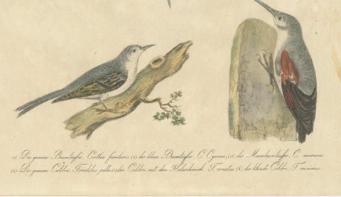 Antique Hummingbirds & Treecreepers Lithograph by Karl Joseph Brodtmann, 1816, close-up 4