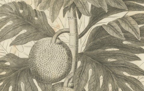 Antique Botanical Print of Breadfruit of Otaheite by Bryan Edwards, 1818, close-up 1
