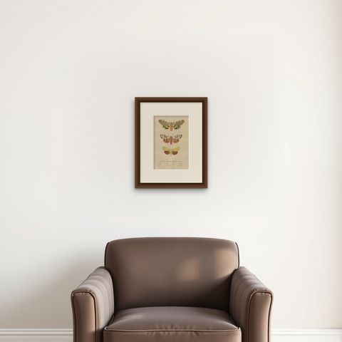 Handcolored Variations of Moths: A Study in Lepidoptera Elegance, 1845, shown framed on a wall