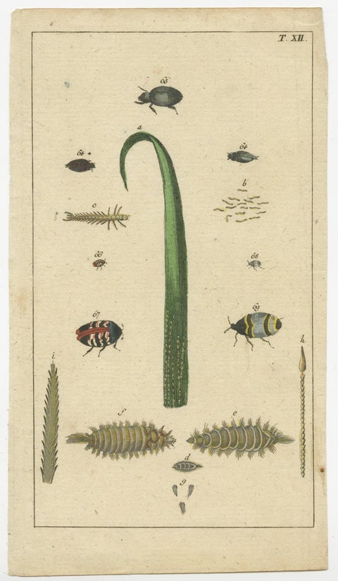 Small and Rare Natural History Prints Featuring Insects and Plants, 1832, view 4