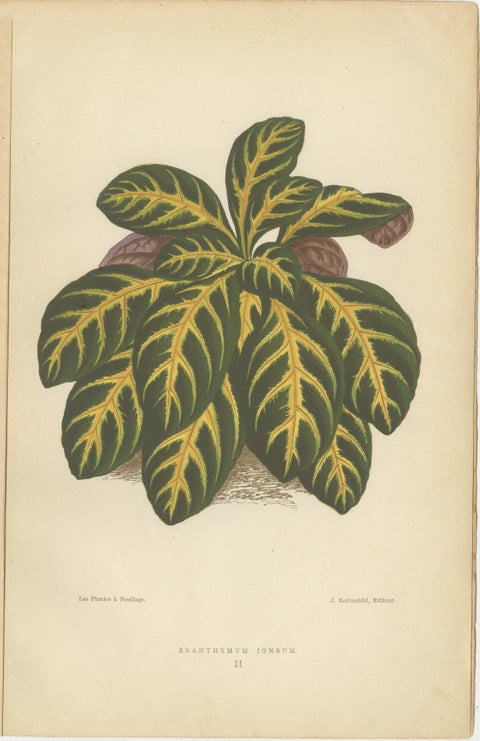Vibrant Botanicals: A Study of Leaf Patterns and Colors, Published in 1880, view 4