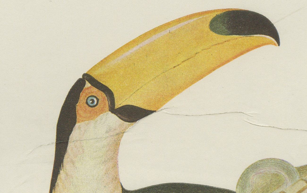 Toucans and Aracaris, Brazilian Bird Print, Descourtilz, 1944, view 3