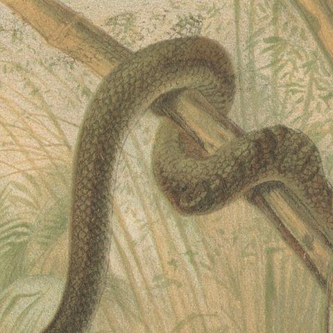 Rattlesnake and Cobras, Antique Reptile Natural History Print, c.1895, close-up 5