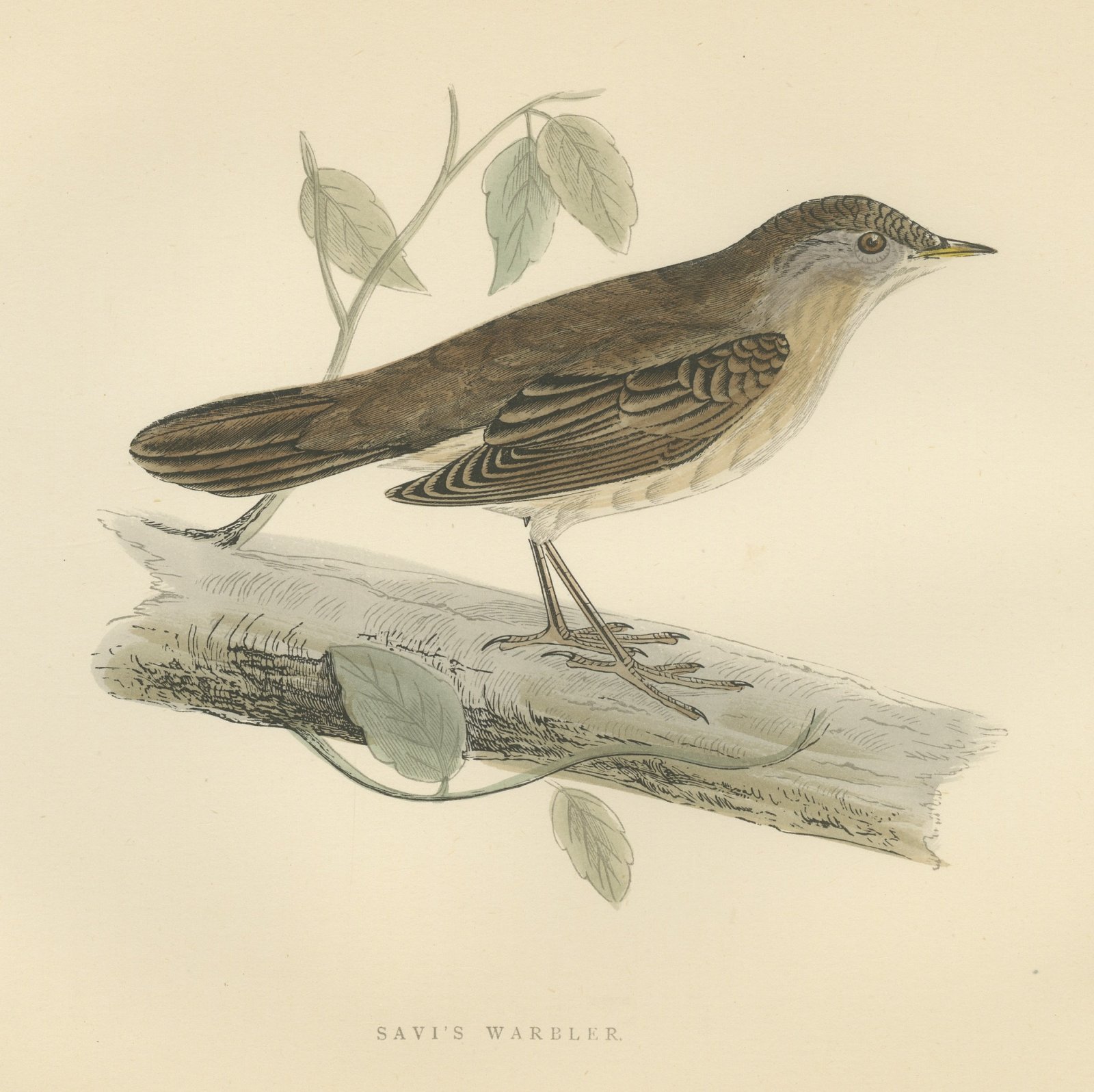 Savi's Warbler on a Fallen Log, Hand Colored Morris Bird Print, 1896