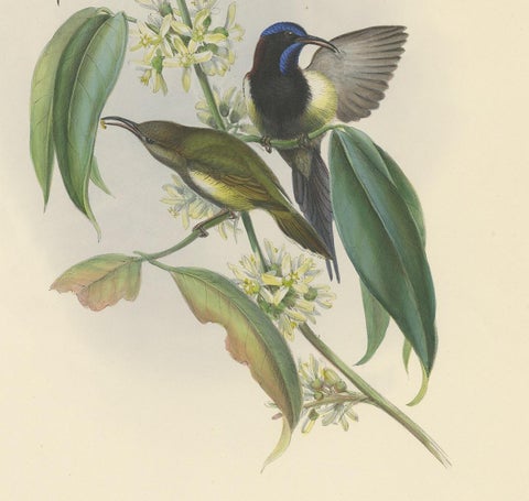 Antique Bird Print of the Black-Breasted Sunbird by Gould, circa 1850, view 4