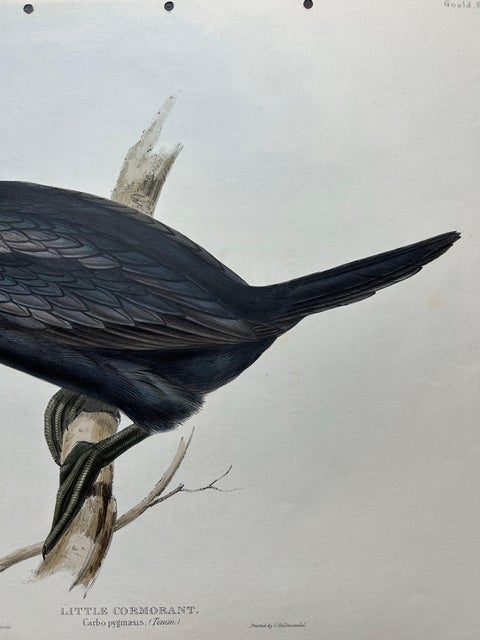 Little Cormorant, Antique Bird Lithograph by John Gould, c.1832, view 4