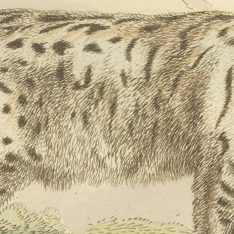 Antique Print with Hand Coloring of a Siberian Lynx, close-up 3