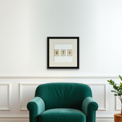 Antique Chromolithographs of Peacock Tiger-Flower, Crocus & Ixia, 1897, shown framed on a wall