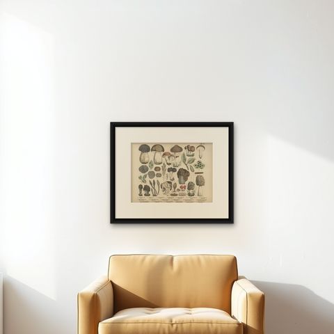 Morels & Truffles, Antique Botanical Lithograph, European Fungi 1885, shown framed on a wall