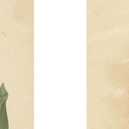 Charles Dickens & Obelisque Hyacinths, Set of Two Florilegium Prints c.1900, close-up 1