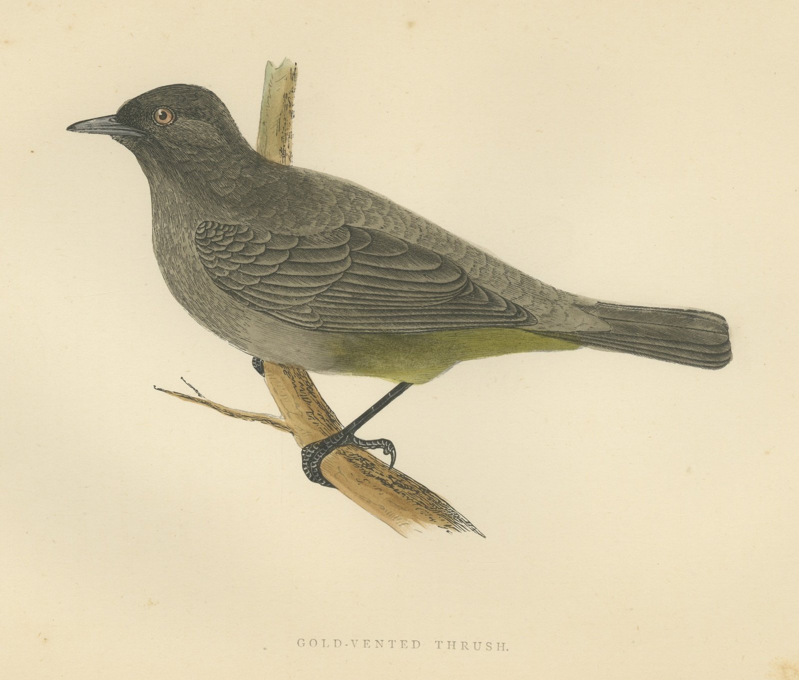 Gold Vented Thrush on a Branch, Antique Hand Colored Bird Print, 1896