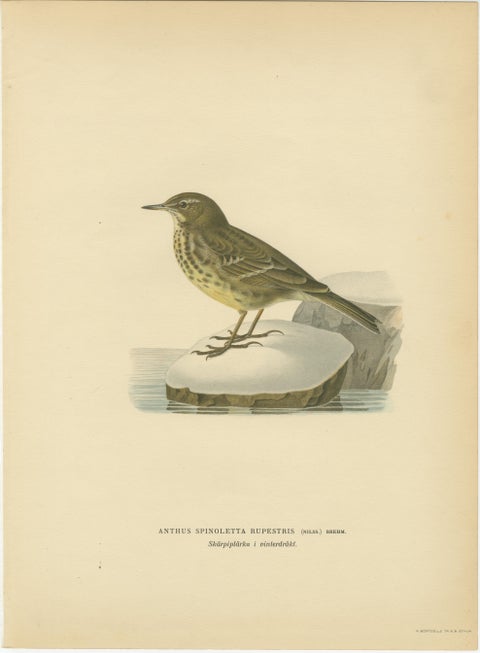 Minimalist Scandinavian Bird Lithographs, Nordic Alpine Pipit Study Pair, 1929, view 4