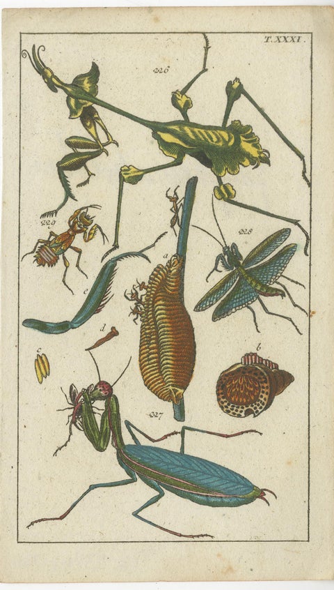 Captivating Natural History Prints: Insects, Life Cycles and Rare Details, 1832, view 3