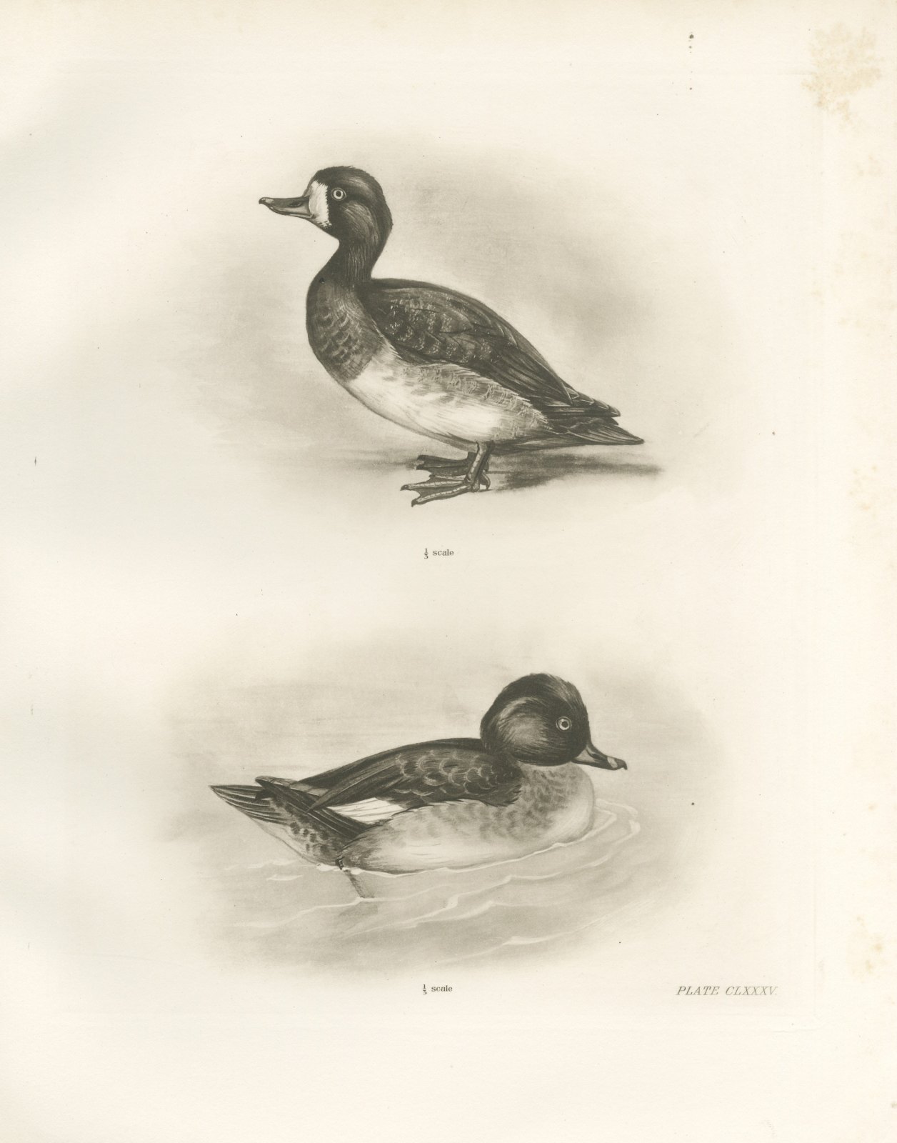 Female Scaup and a Second Female Diving Duck after Lilian Medland, c. 1909