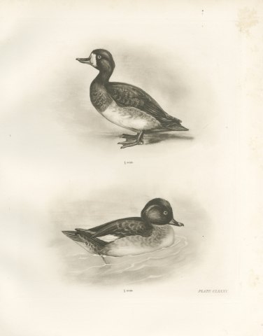 Female Scaup and a Second Female Diving Duck after Lilian Medland, c. 1909