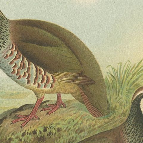 Red-Legged Partridge Pair, Antique Bird Chromolithograph, Caccabis Rufa c.1880, close-up 6