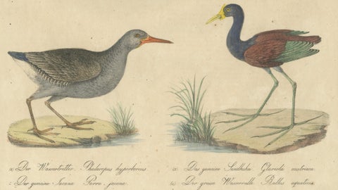 Shorebirds, Jacana & Water Rail Pair, Brodtmann Hand-Colored Lithographs, 1816, close-up 3