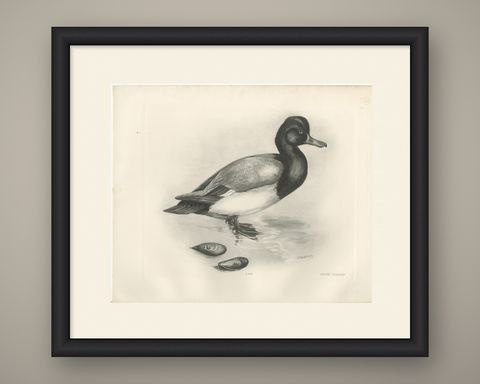 Scaup and Mussels, Antique Bird Print after Lilian Medland, circa 1909, shown framed