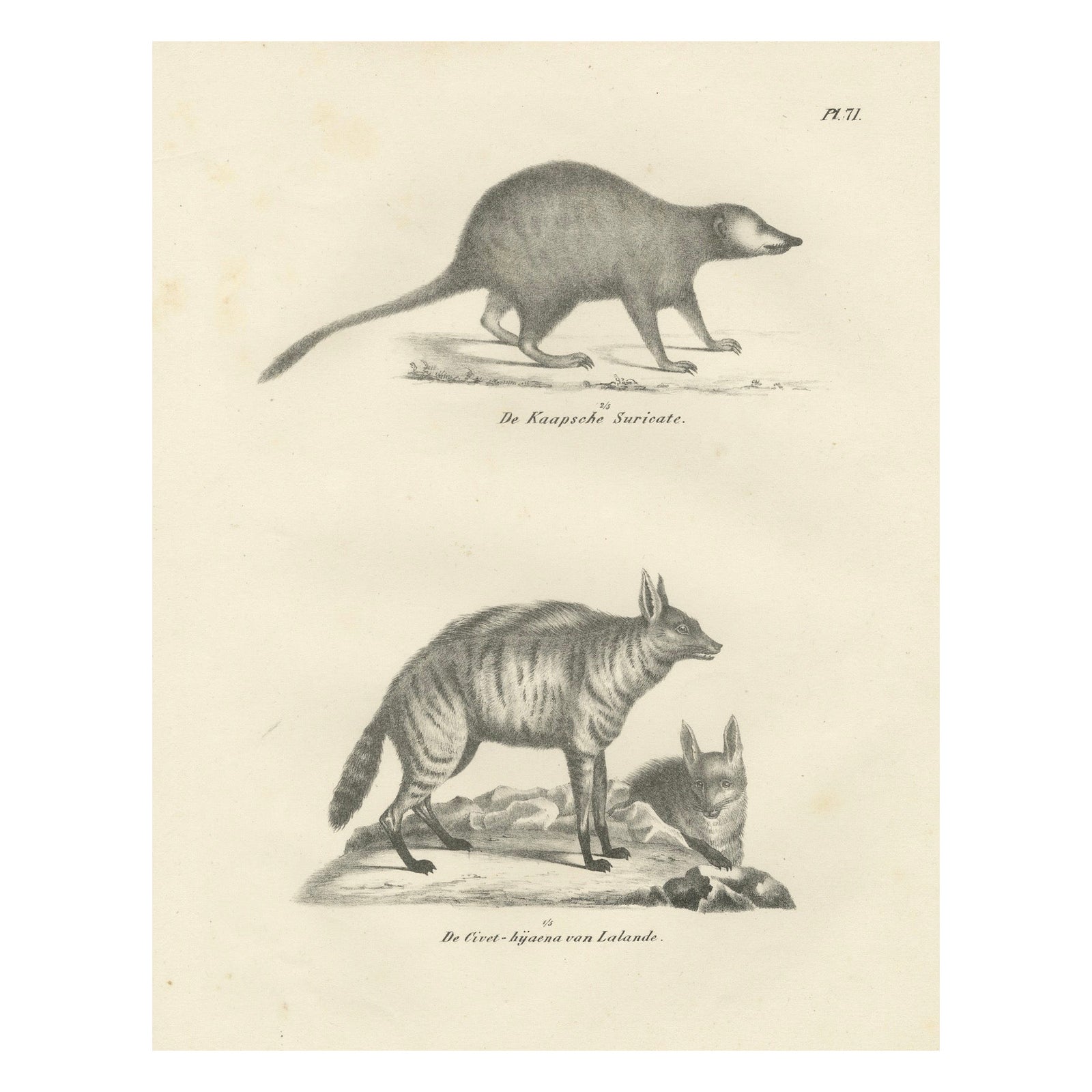 19th-Century Lithograph of the Cape Meerkat and Lalande’s Civet Hyena