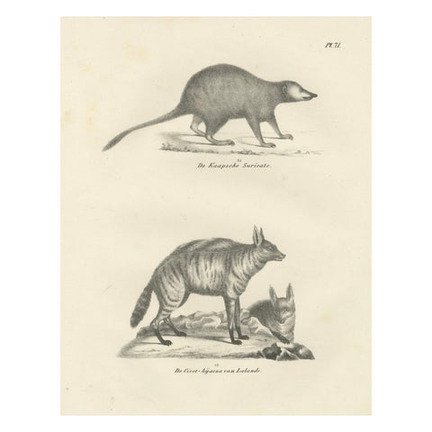 19th-Century Lithograph of the Cape Meerkat and Lalande’s Civet Hyena