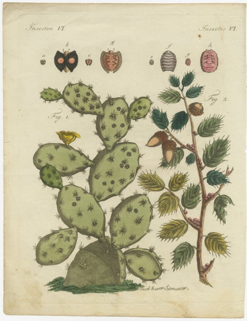 Cochineal Cactus and Kermes Oak: Hand-Colored Engraving from 1798, view 2