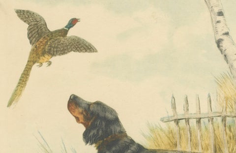 Vintage Lithograph “Setter and Pheasant” by Paul Wood, New York, 1930s, close-up 4