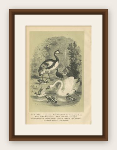 Antique Bird Print of a Spur-Winged Goose and Other Birds by Le Maout, 1853, shown framed