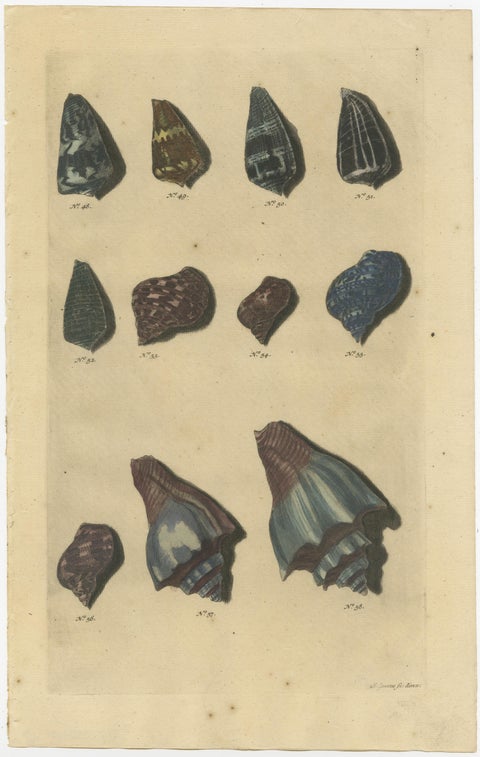 Set of 4 Colored Antique Prints of various Sea Shells and Molluscs, view 4