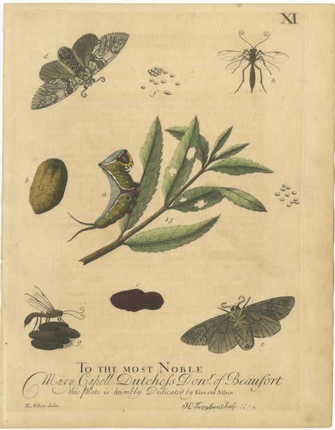 English Hawk & Tiger Moths, Hummingbird Hawk, Garden Tiger, Albin 1720, view 4